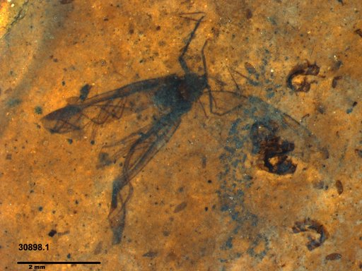 Aphididae