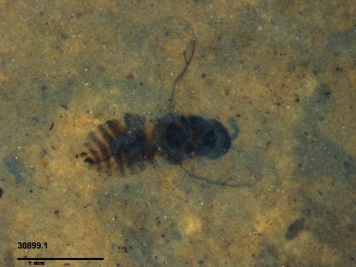 Genus sp