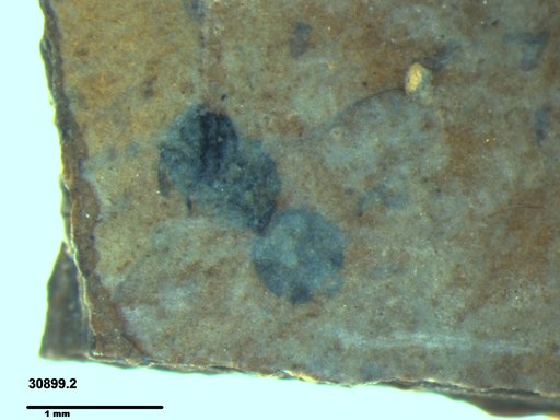 Genus sp