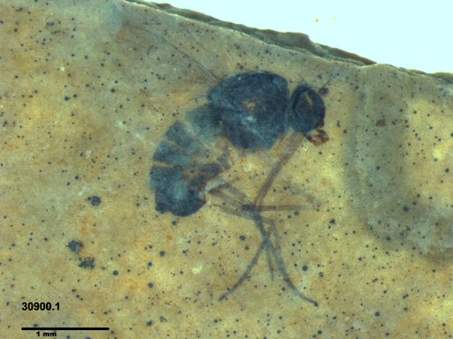 Genus sp.