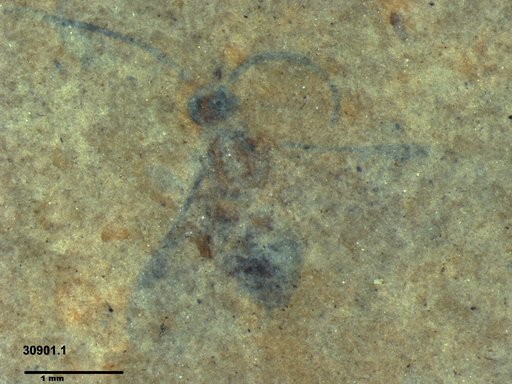 Genus sp