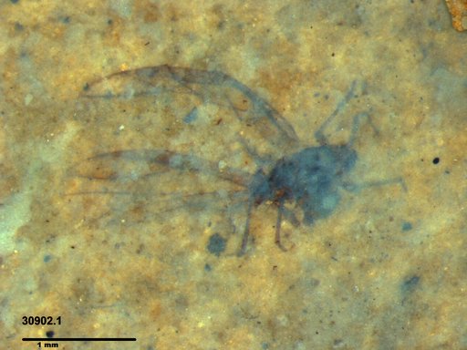 Aphididae