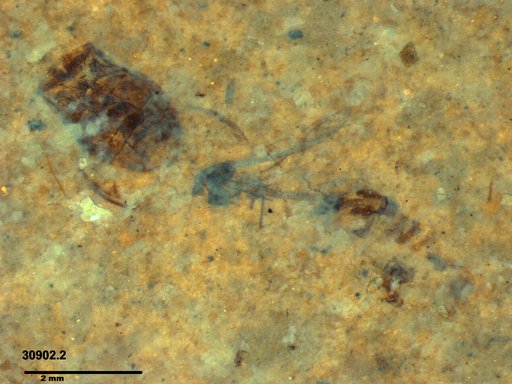 Corixidae