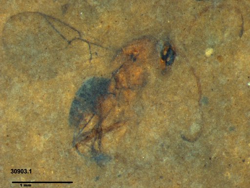Genus sp