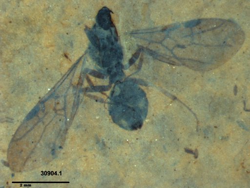 Formicidae