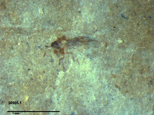 Genus sp