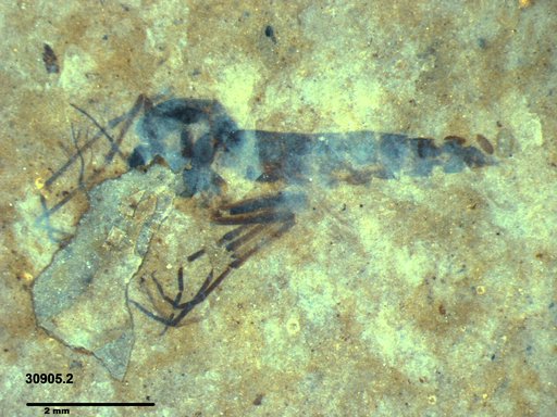 Genus sp