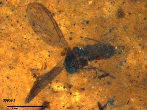 Diptera