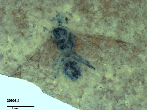 Formicidae