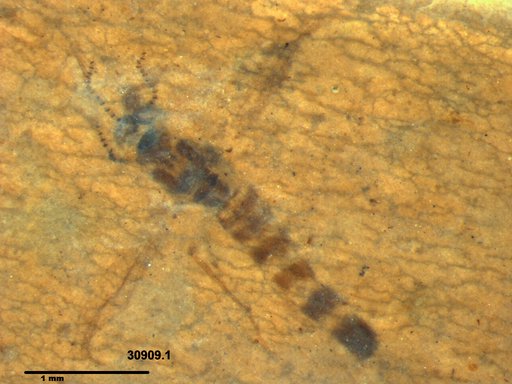 Chaoboridae