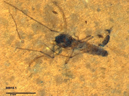 Diptera