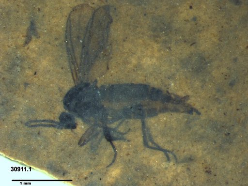 Sciaridae