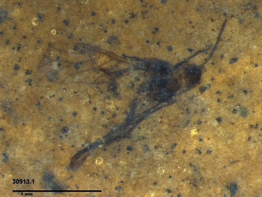 Aphididae