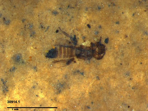 Genus sp