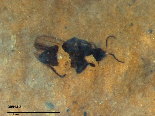 Genus sp