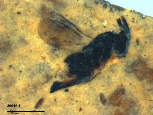 Genus sp