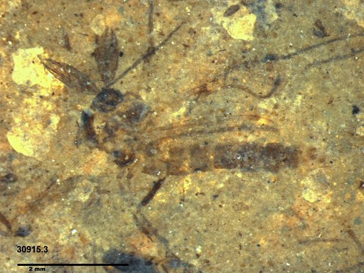 Chaoboridae