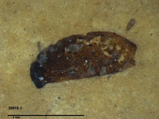 Tracheophyta