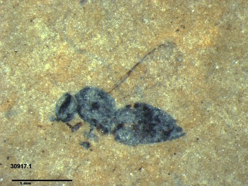 Genus sp