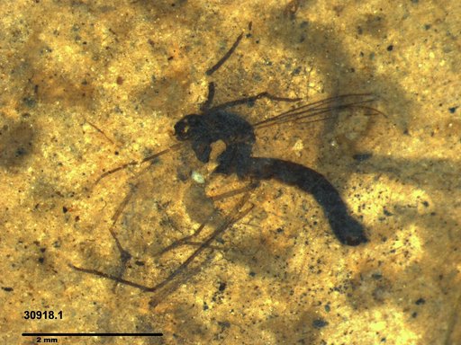 Diptera