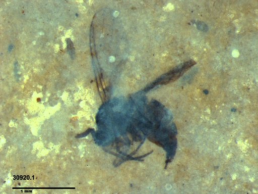 Diptera