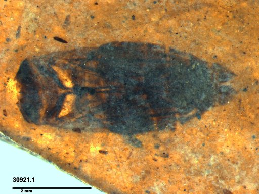 Corixidae