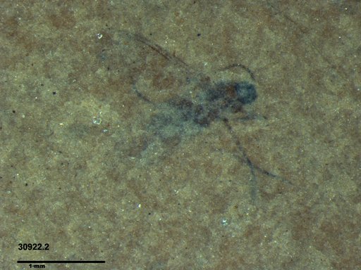 Diptera