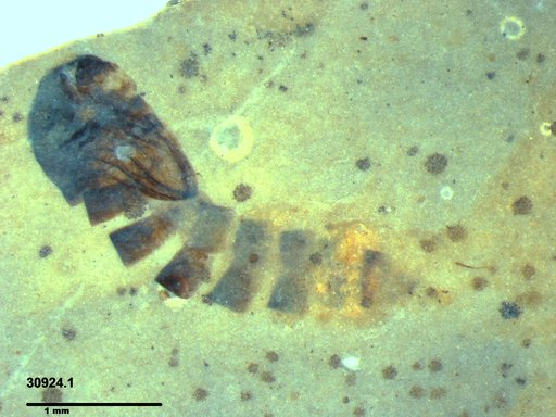Diptera