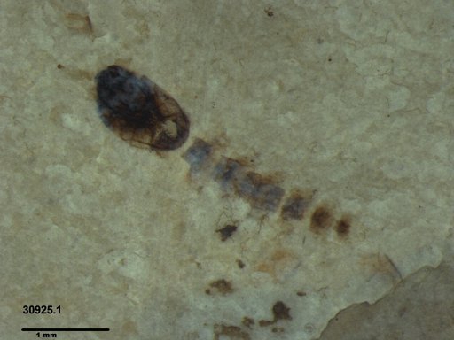 Diptera