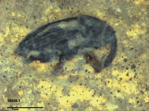Genus sp
