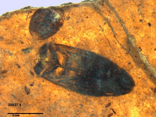 Corixidae