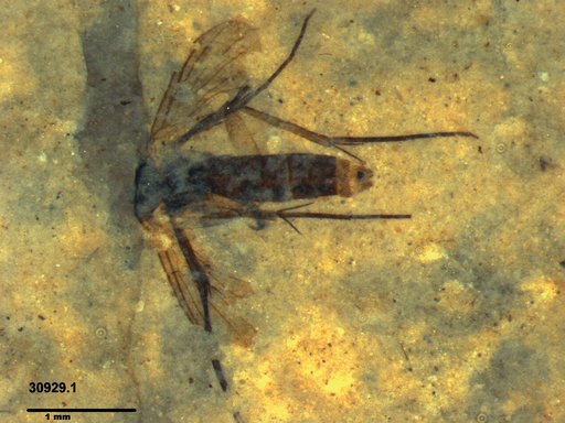Mycetophilidae