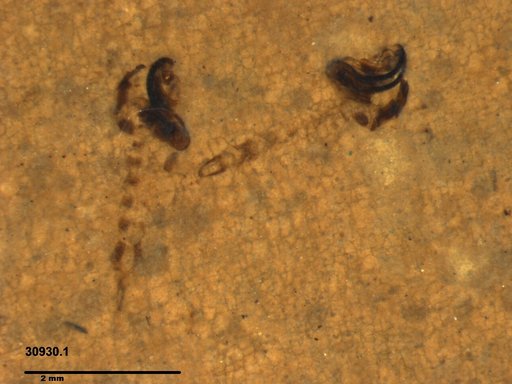 Chaoboridae