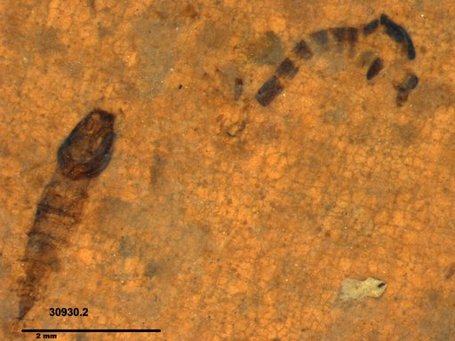 Diptera