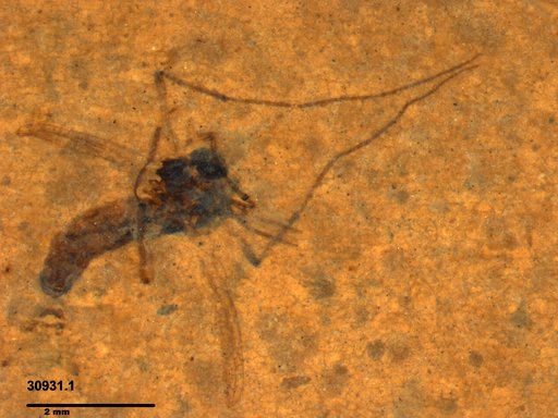 Diptera