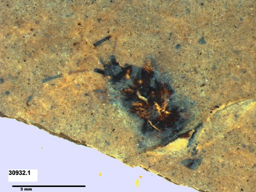 Genus sp