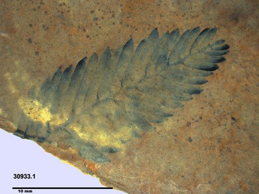 Tracheophyta