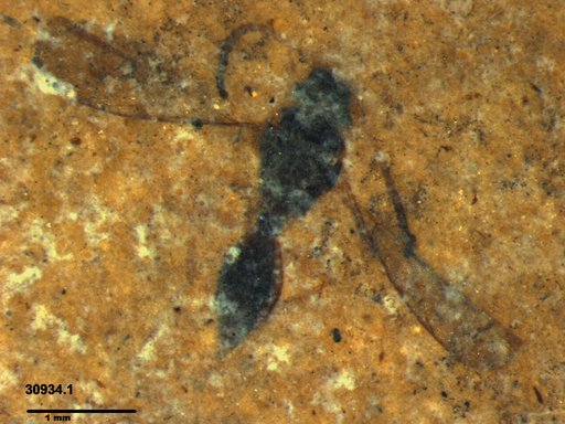 Diapriidae