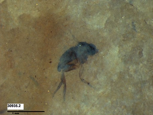 Phoridae