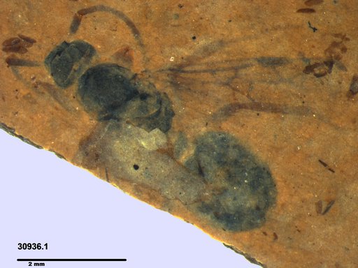 Formicidae