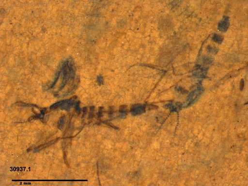 Chaoboridae