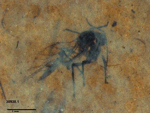 Aphididae
