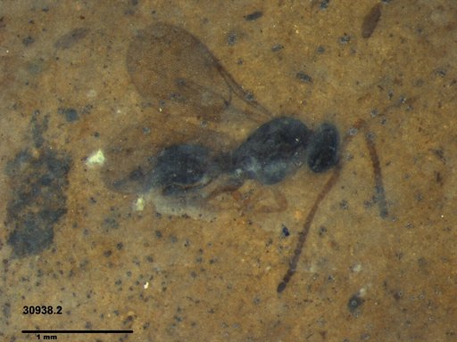 Diapriidae