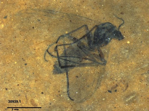Diptera