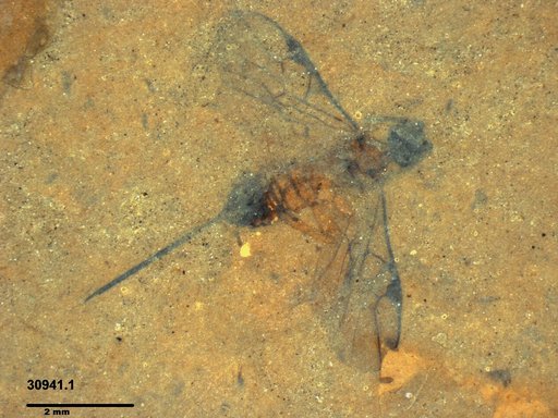 Braconidae
