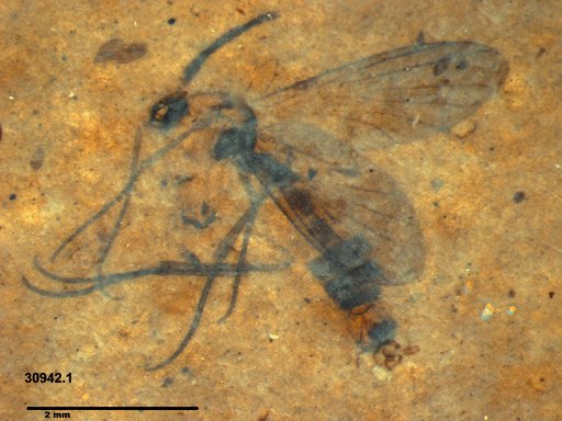 Diptera