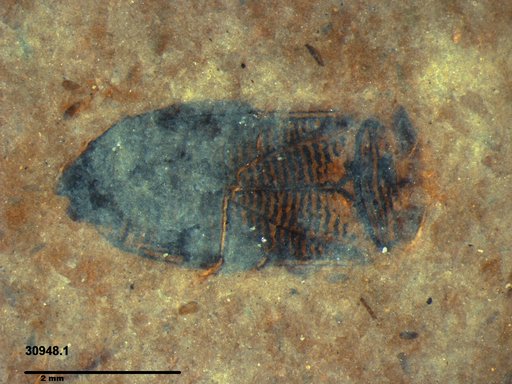 Corixidae