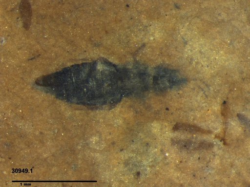 Genus sp