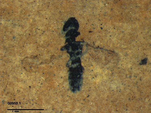 Genus sp