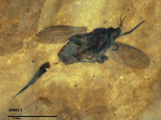 Diptera